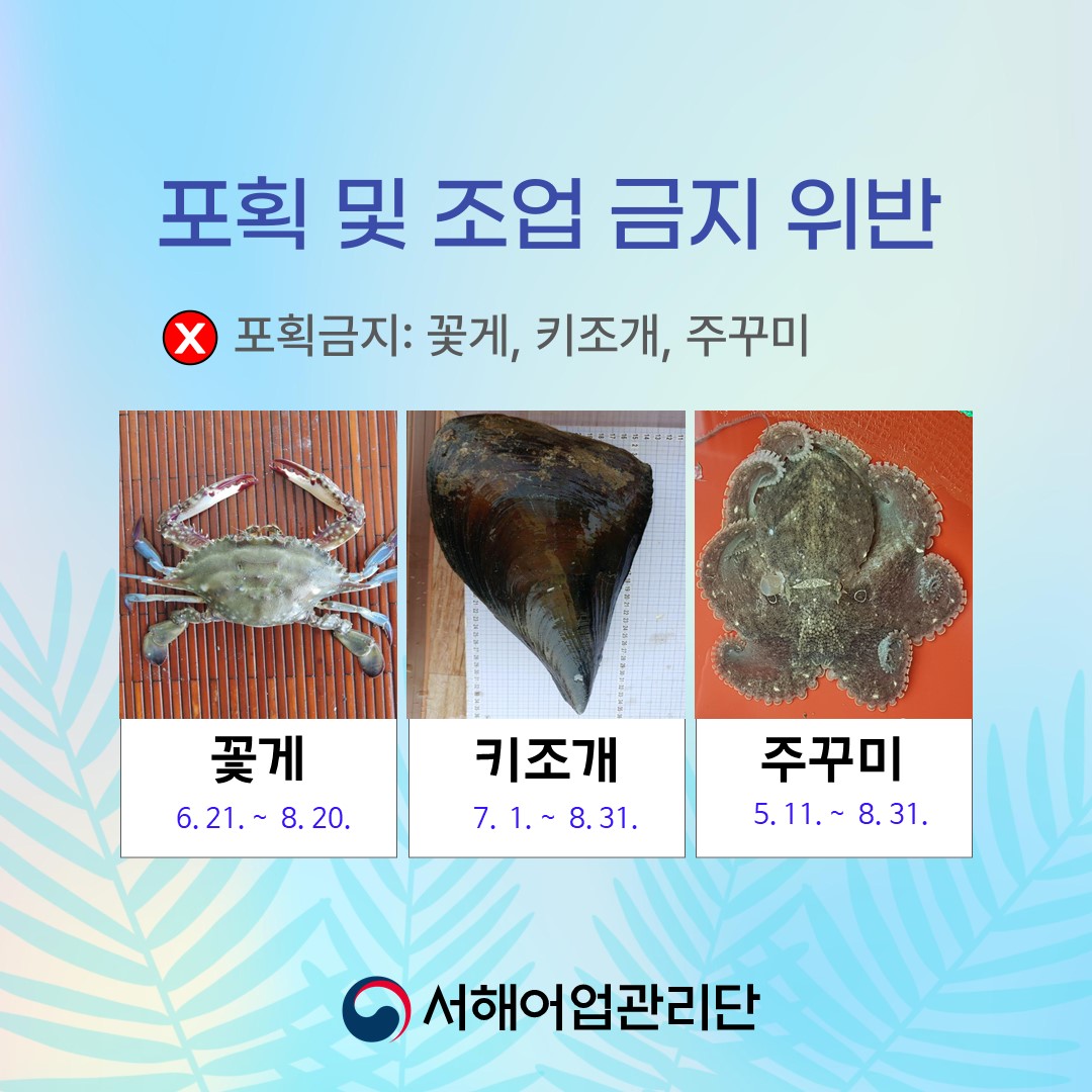 포획 및 조업 금지 위반 포획금지: 꽃게, 키조개, 주꾸미 꽃개 6.21~8.20. 키조개 7.1.~8.31. 주꾸미 5.11.~8.31. 서해어업관리단