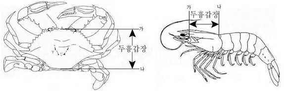 두흉갑장의 예시 꽃게의 두흉갑장은 다리부분을 제외한 몸의 길이를 뜻하며 새우의 두흉갑장은 새우의 눈 바로 뒤에서부터 몸통의 껍데기 끝까지의 길이를 의미한다   